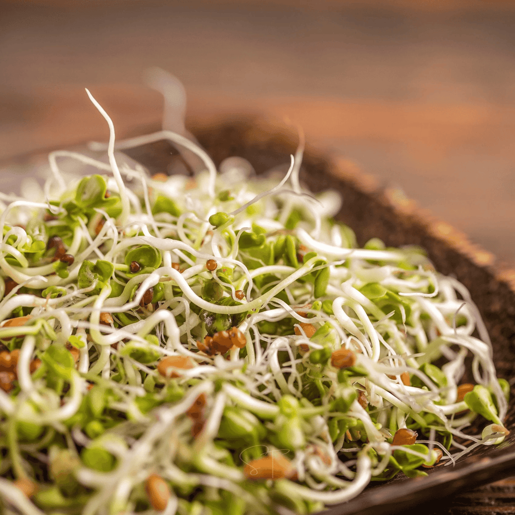 5 Part Salad Mix Sprout – 1,000 Seeds Southern Seeds