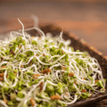 5 Part Salad Mix Sprout – 1,000 Seeds Southern Seeds