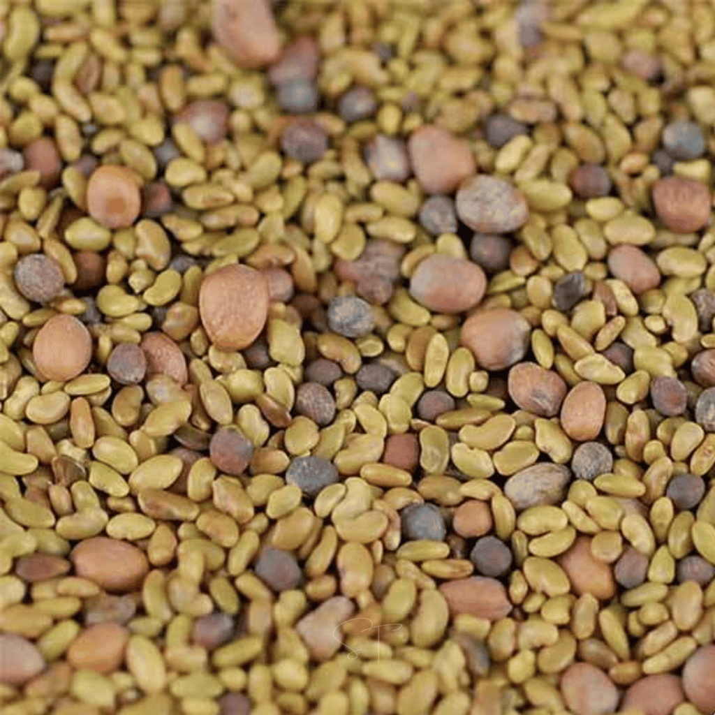 5 Part Salad Mix Sprout – 1,000 Seeds Southern Seeds