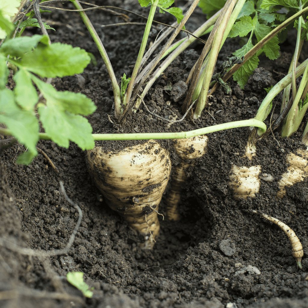 All American Parsnip – 100 Seeds Southern Seeds