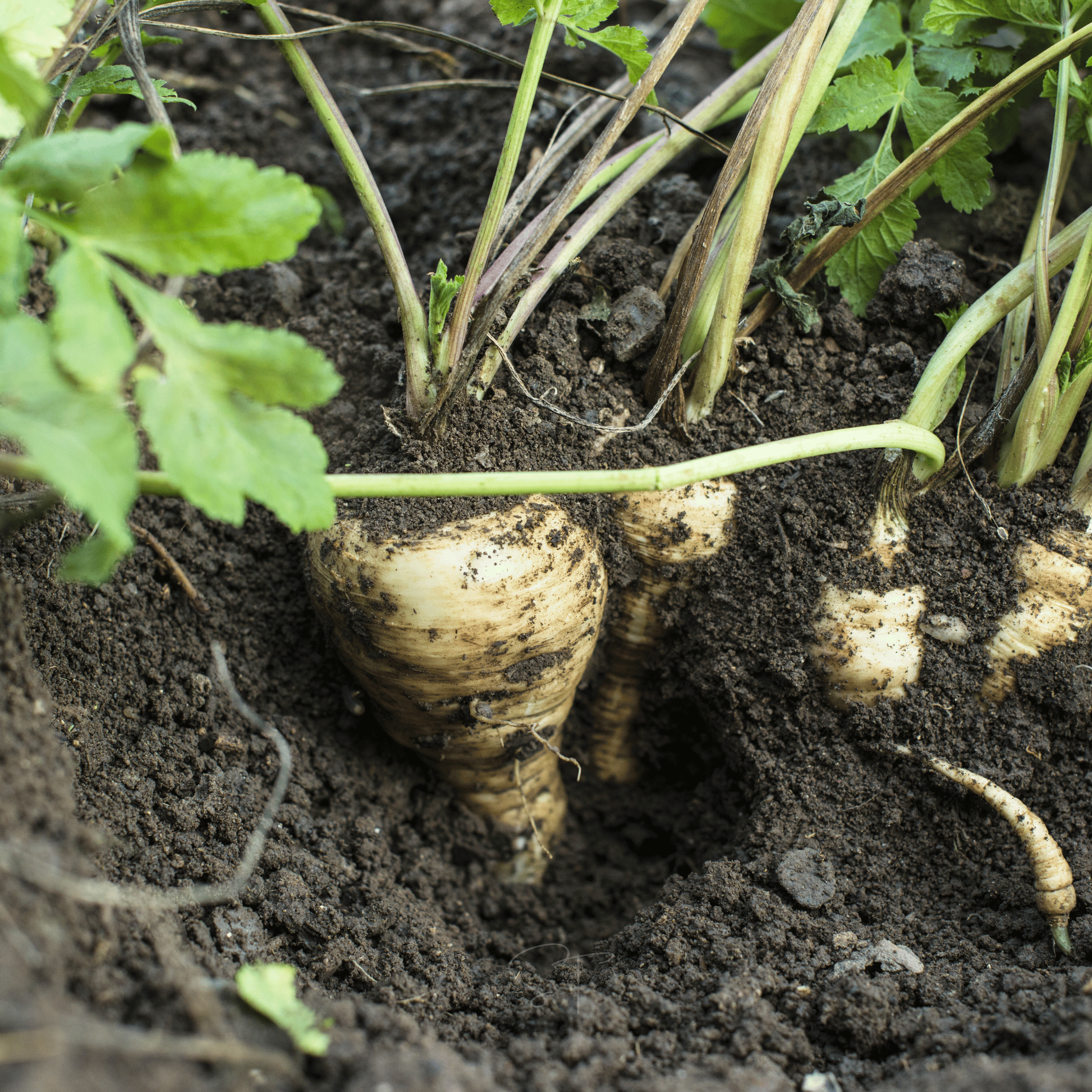 All American Parsnip – 100 Seeds Southern Seeds