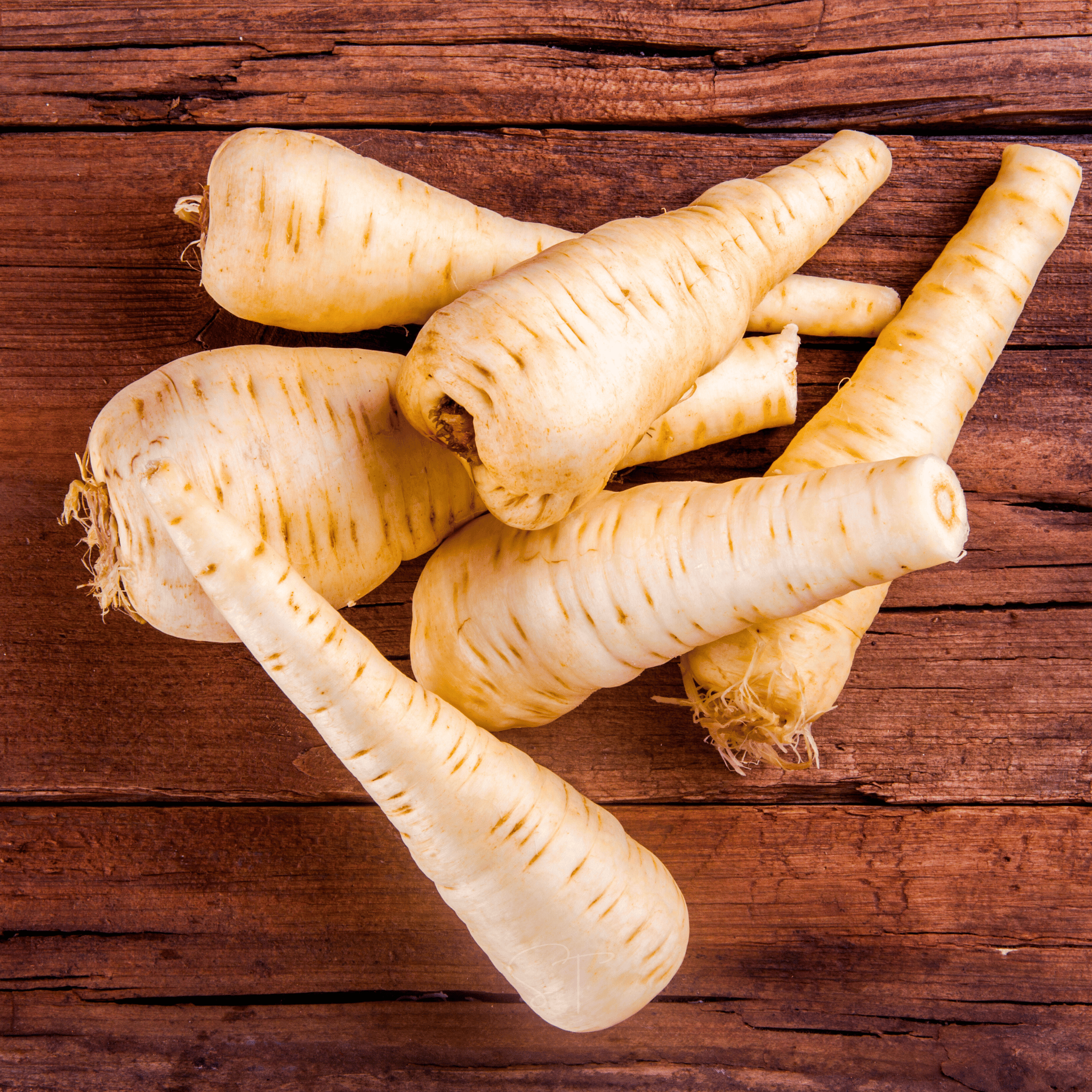All American Parsnip – 100 Seeds Southern Seeds