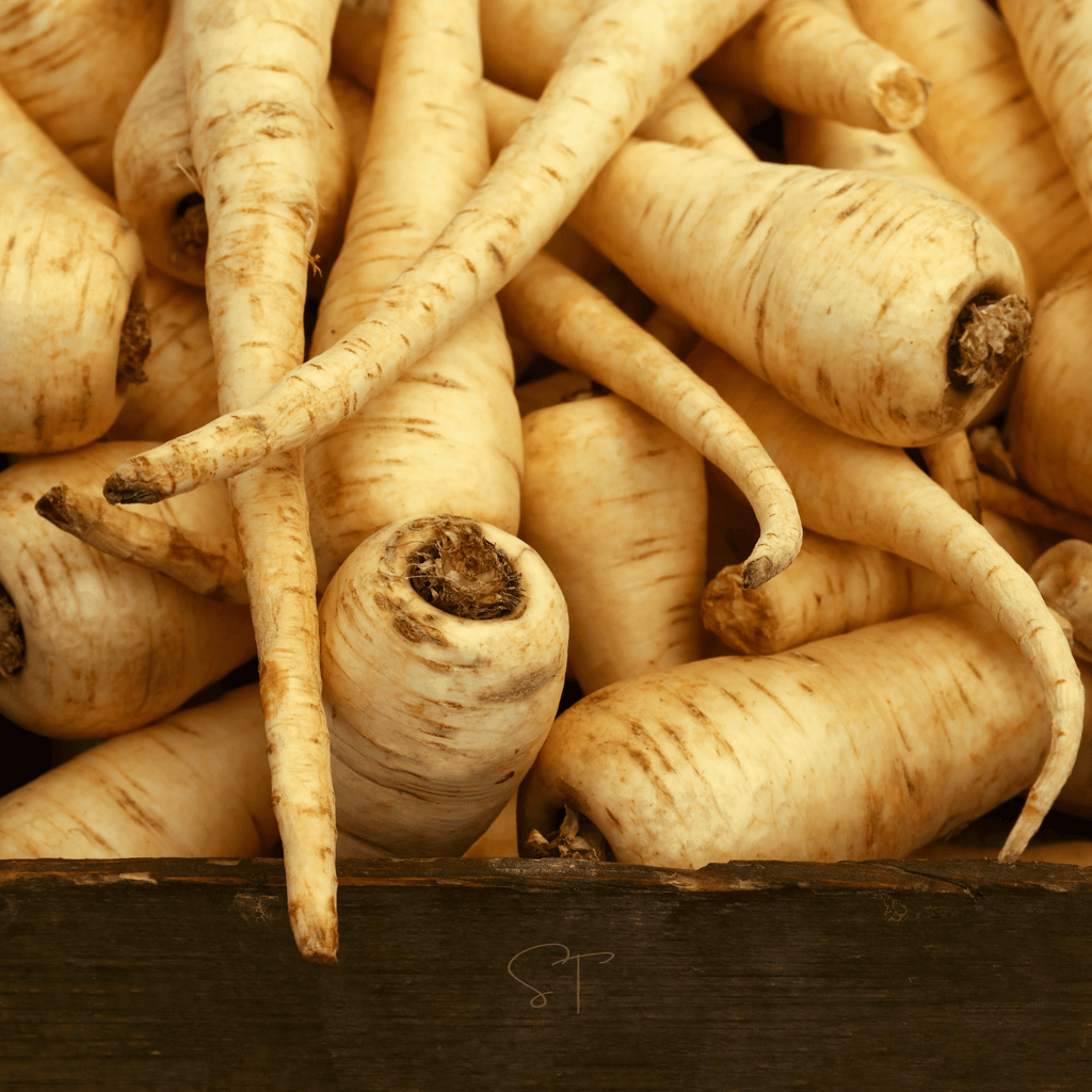 All American Parsnip – 100 Seeds Southern Seeds