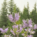 Alpine Sea Holly – 25 Seeds Southern Seeds