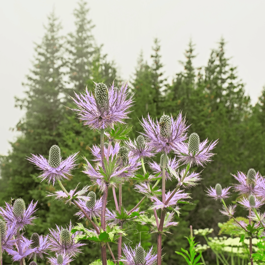 Alpine Sea Holly – 25 Seeds Southern Seeds
