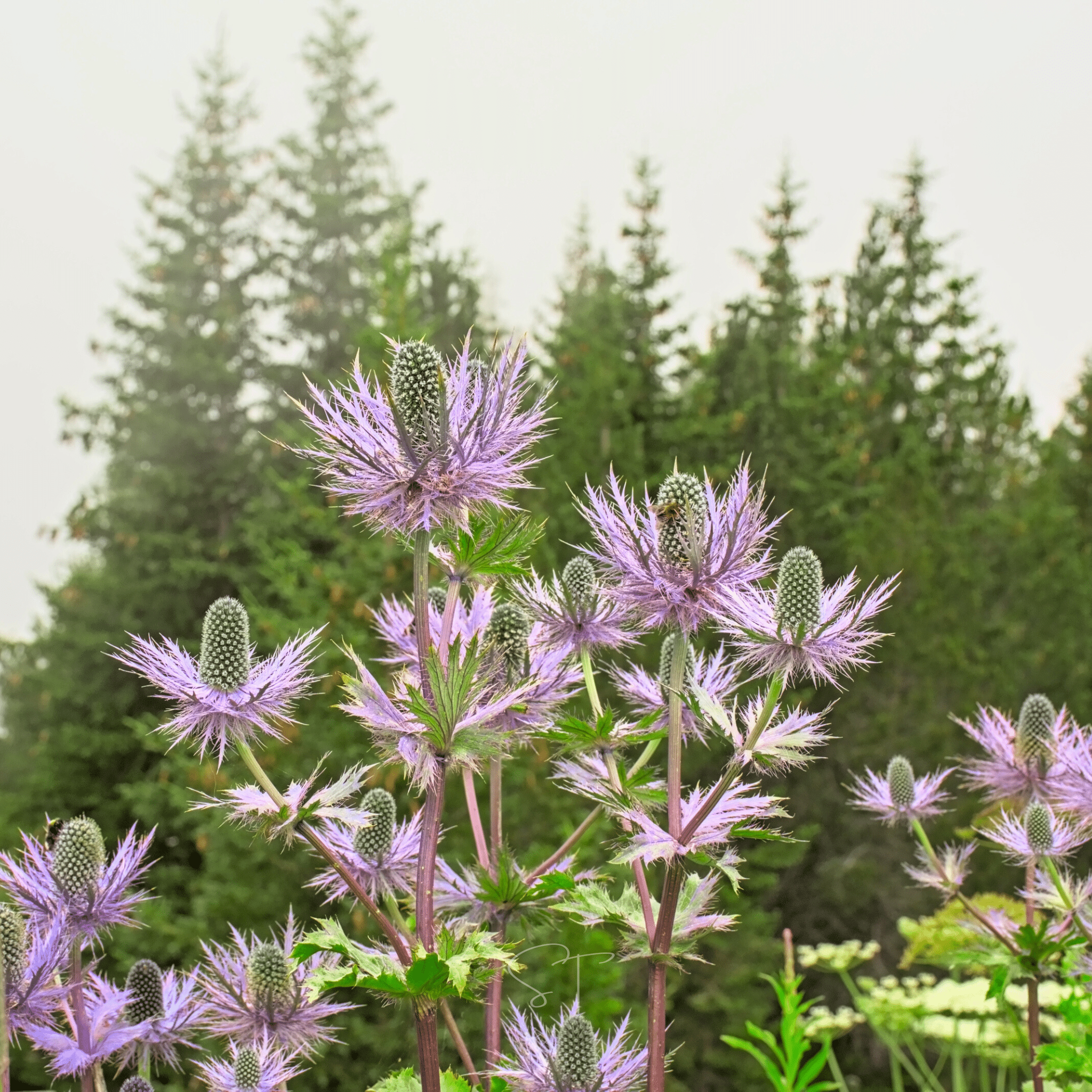 Alpine Sea Holly – 25 Seeds Southern Seeds