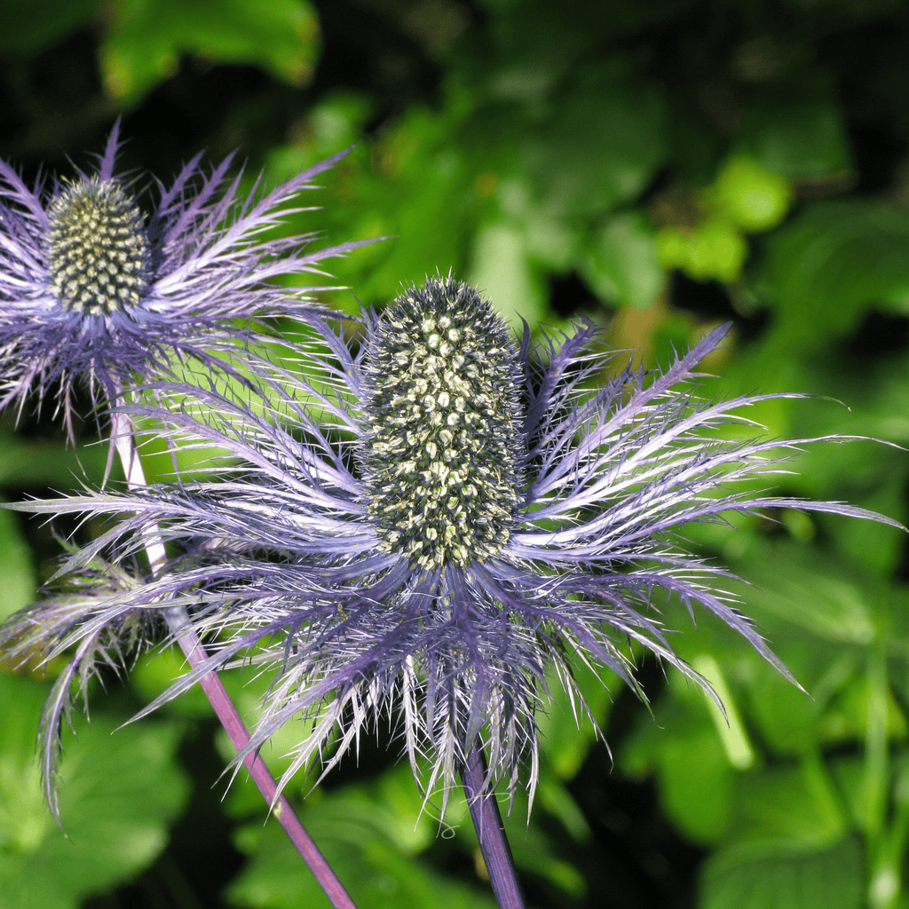 Alpine Sea Holly – 25 Seeds Southern Seeds