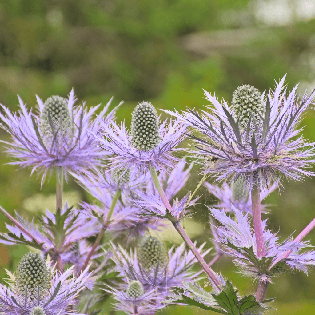 Alpine Sea Holly – 25 Seeds Southern Seeds