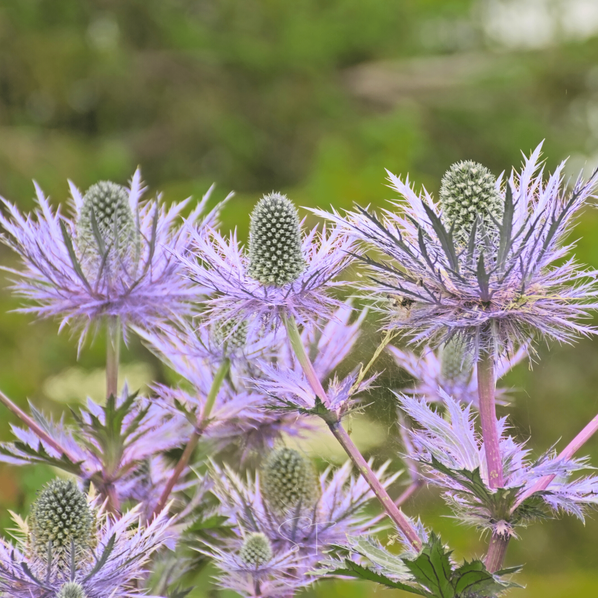Alpine Sea Holly – 25 Seeds Southern Seeds